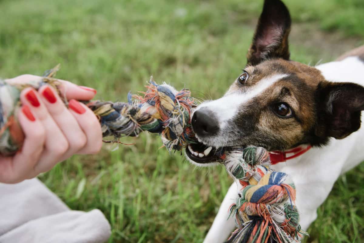 Dog playing with a durable toy