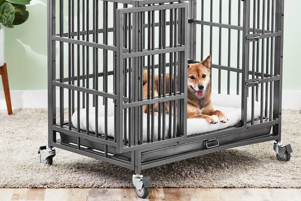 dog in a heavy duty dog crate