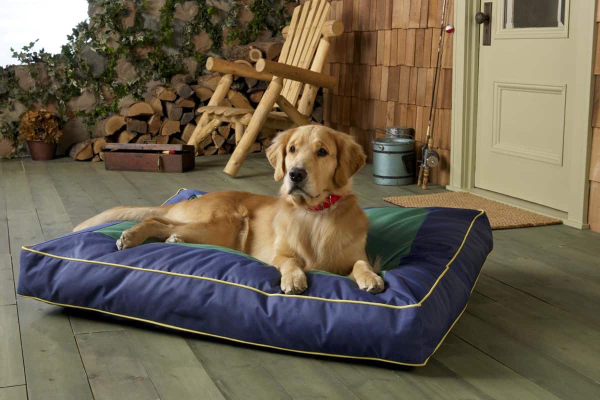 golden retriever lying on a dog bed