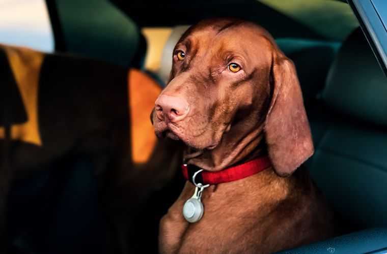 dog in the back seat of a car