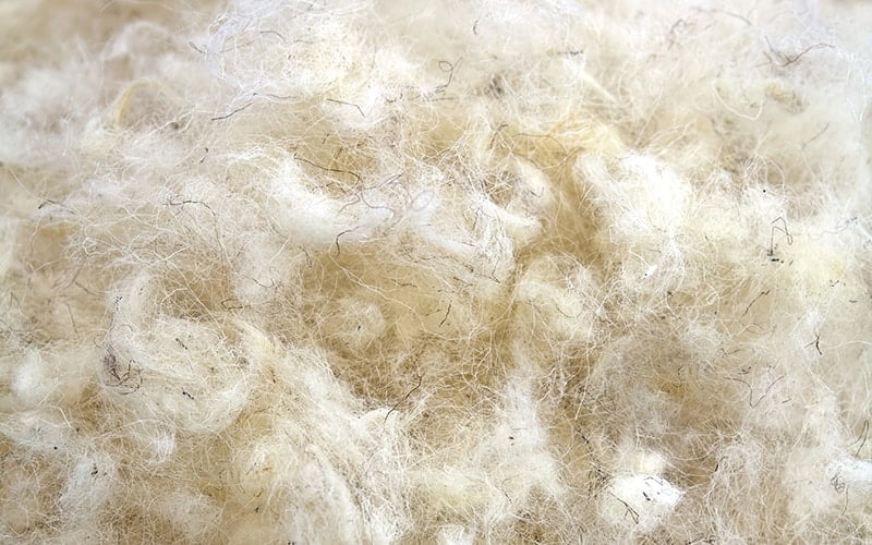 Raw wool background. Also softness, warmness concept.