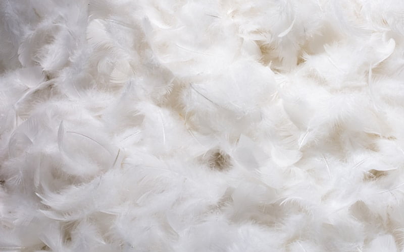 Close-Up of Pile of White Fluffy Feathers