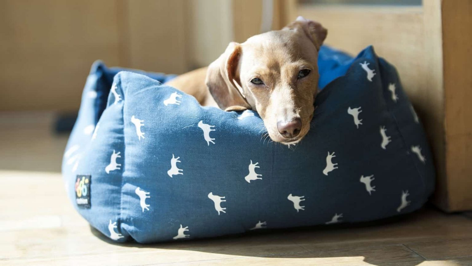 The 5 Best Waterproof Dog Beds | Durability Matters