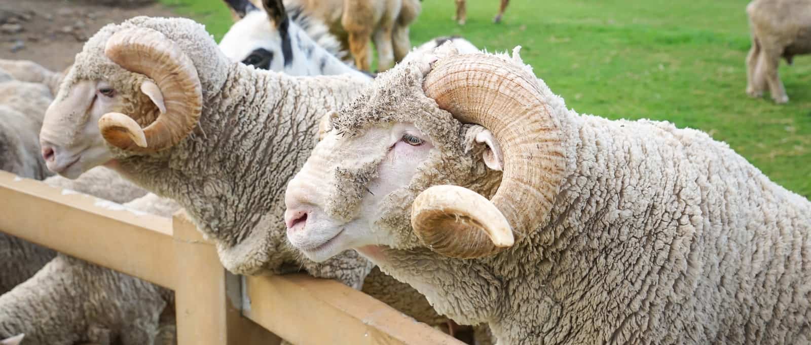 Merino sheep on the farm