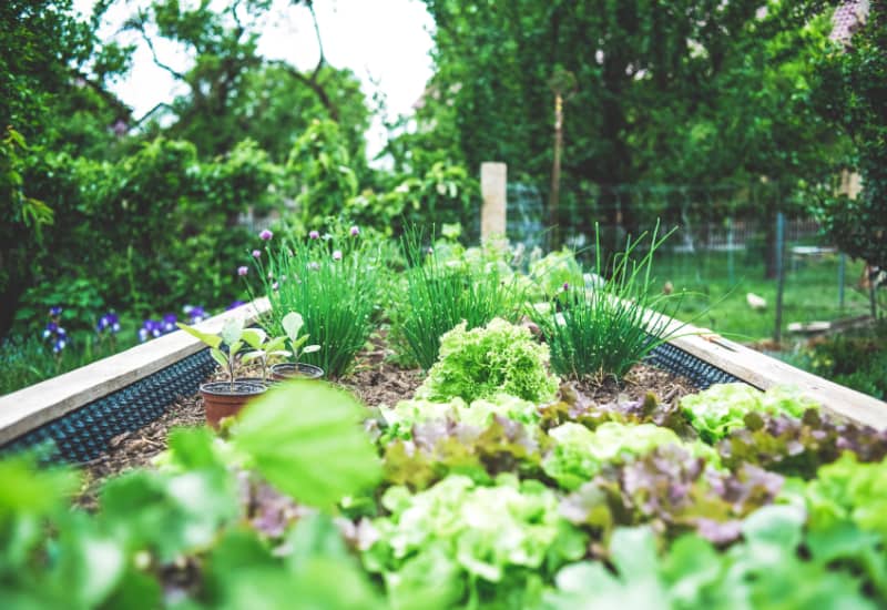 raised vegetable garden