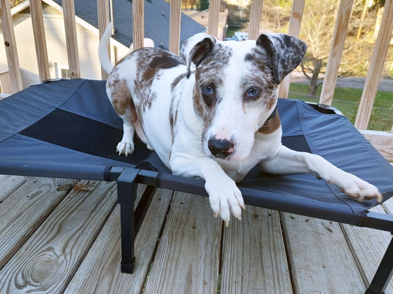 Lucky Dog Elevated Pet Bed 54