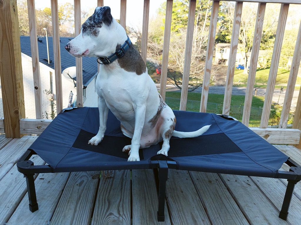 Lucky Dog Elevated Pet Bed 61