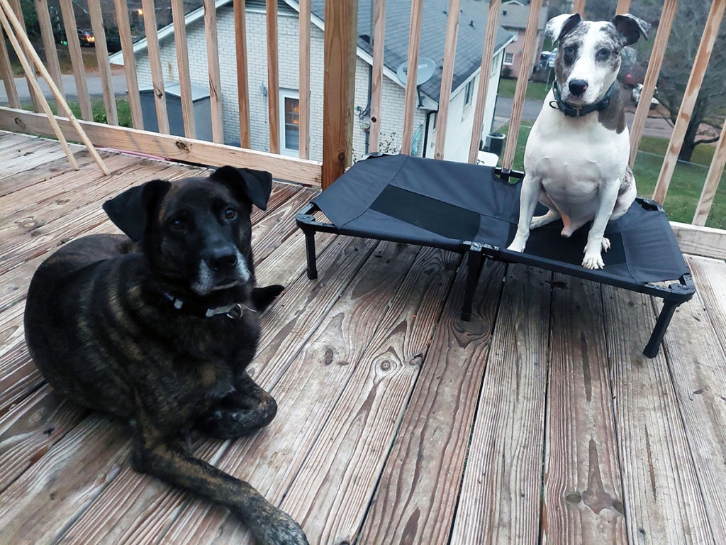 Lucky Dog Elevated Pet Bed 65